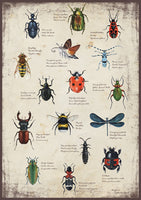 Rovarhatározó | Insect Atlas