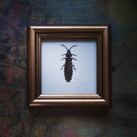 Törpe szentjánosbogár, keretezett mininyomat | Short-winged Firefly, Framed Mini Giclée Art Print
