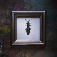 Törpe szentjánosbogár, keretezett mininyomat | Short-winged Firefly, Framed Mini Giclée Art Print