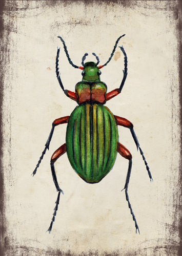 Aranyos futrinka - üdvözlőlap | Golden Grounded Beetle - Greeting Card