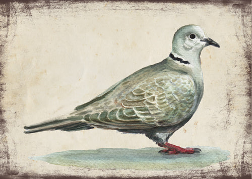 Balkáni gerle - üdvözlőlap | Collared dove - Greeting Card