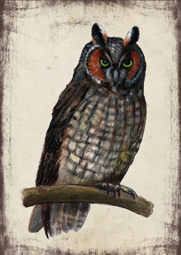 Erdei fülesbagoly - üdvözlőlap | Long-eared owl - Greeting Card