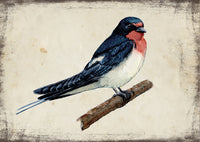 Füsti fecske - üdvözlőlap | Barn swallow - Greeting Card