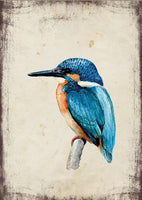 Jégmadár - üdvözlőlap | Kingfisher - Greeting Card