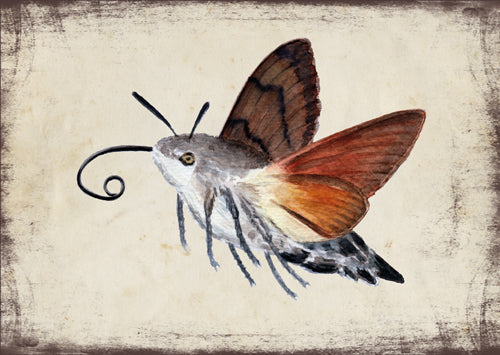 Kacsafarkú szender - üdvözlőlap | Hummingbird hawk-moth - Greeting Card