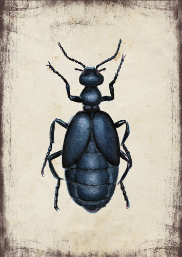 Kék nünüke - üdvözlőlap | Violet oil beetle - Greeting Card