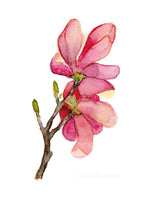 Magnolia I. - üdvözlőlap | Magnolia I. - Greeting Card