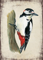 Nagy fakopáncs - üdvözlőlap | Great-spotted woodpecker - Greeting Card