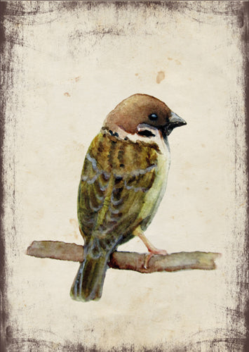 Veréb - üdvözlőlap | Sparrow - Greeting Card
