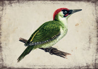 Zöld küllő - üdvözlőlap | Green Woodpecker - Greeting Card
