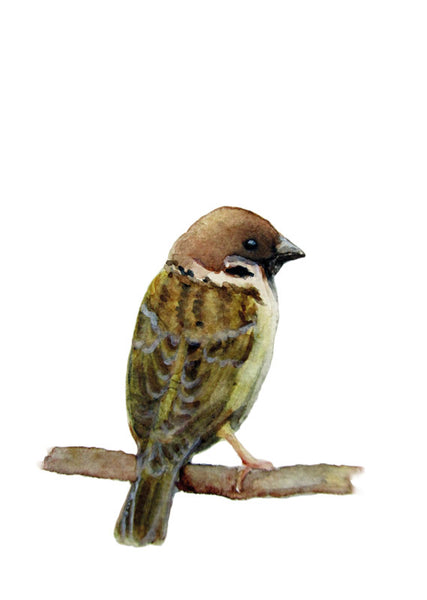Veréb | Sparrow