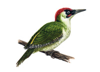 Zöld küllő | Green Woodpecker
